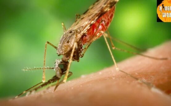 India’s battle against Malaria A decade of progress.